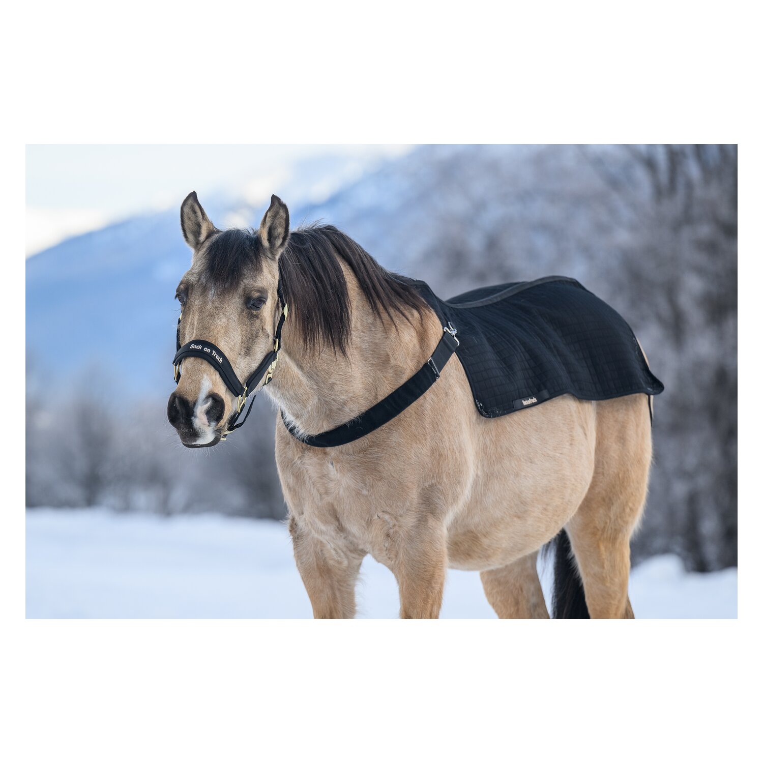 Back on Track Brustgurt für Rückenwärmer – Ansicht 4