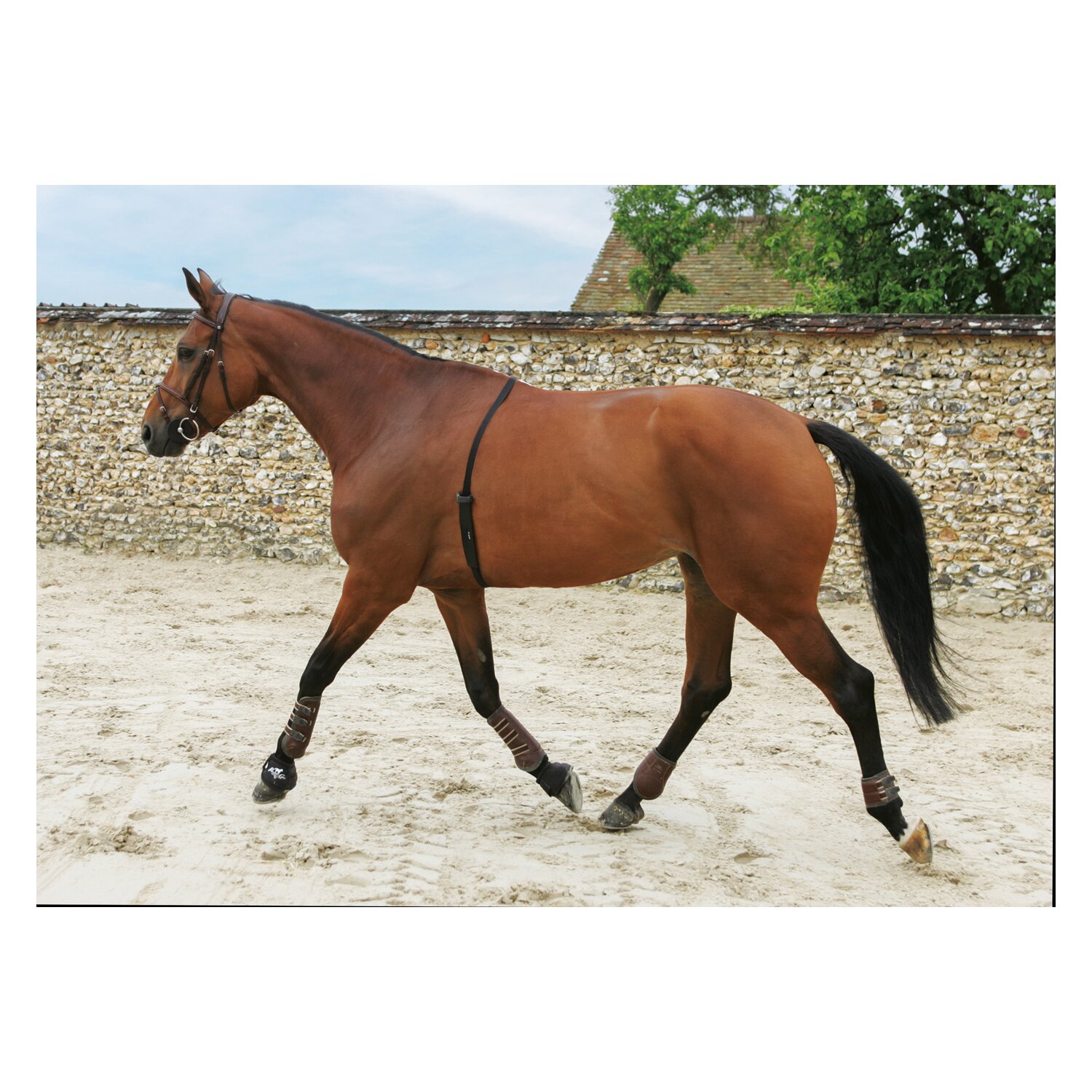 POLAR Tracker H10 HR für Pferde – Ansicht 3