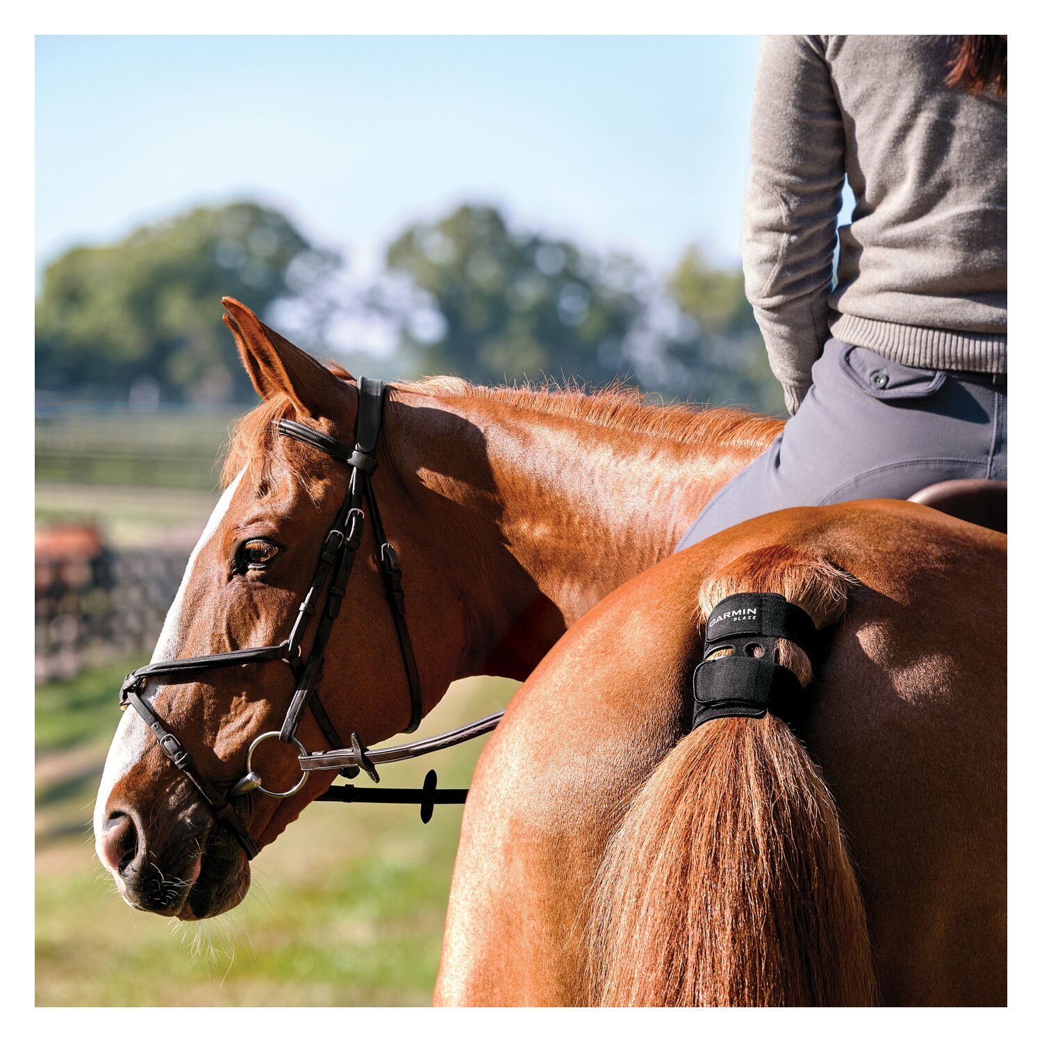 GARMIN Blaze Trainingssensor fürs Pferd – Ansicht 6