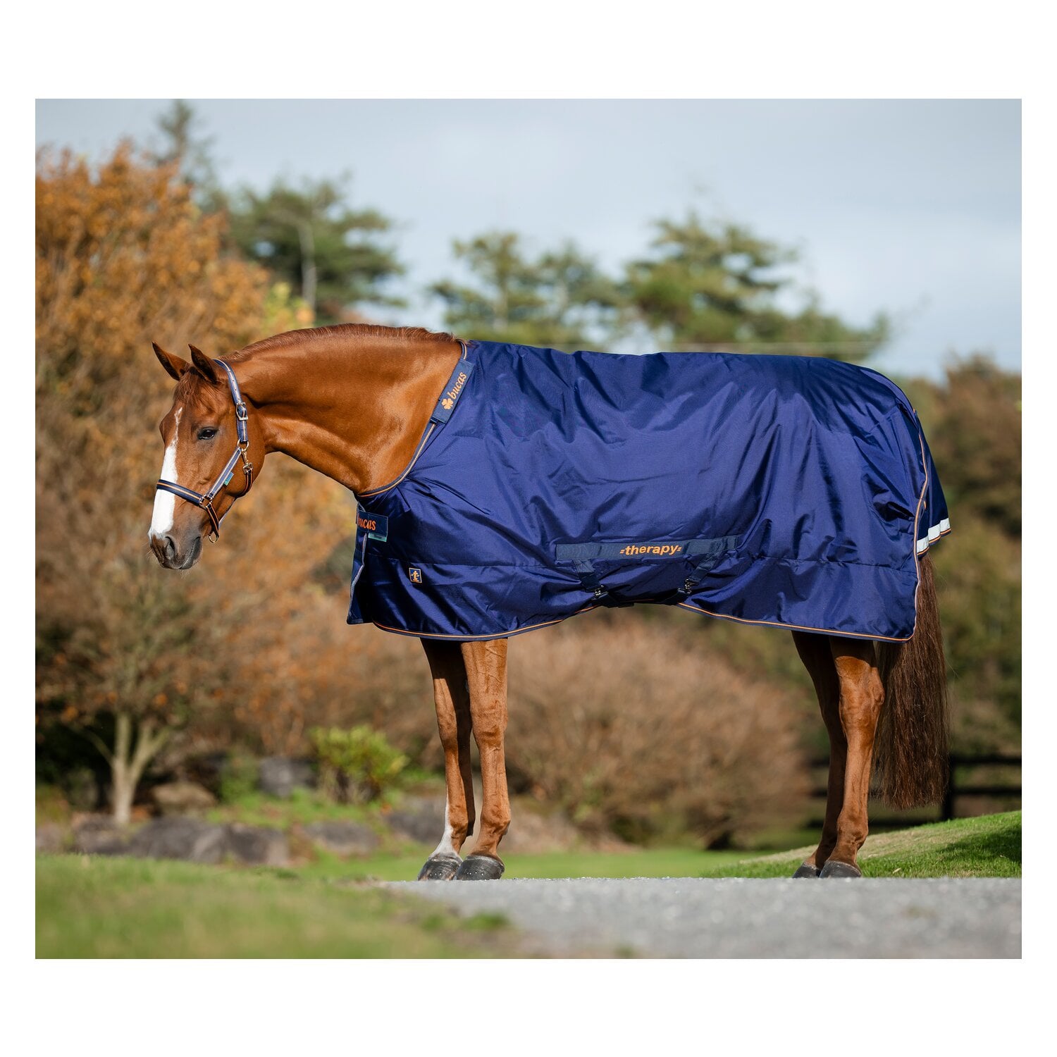 bucas Decke Therapy Turnout Light &ndash; Ansicht 2
