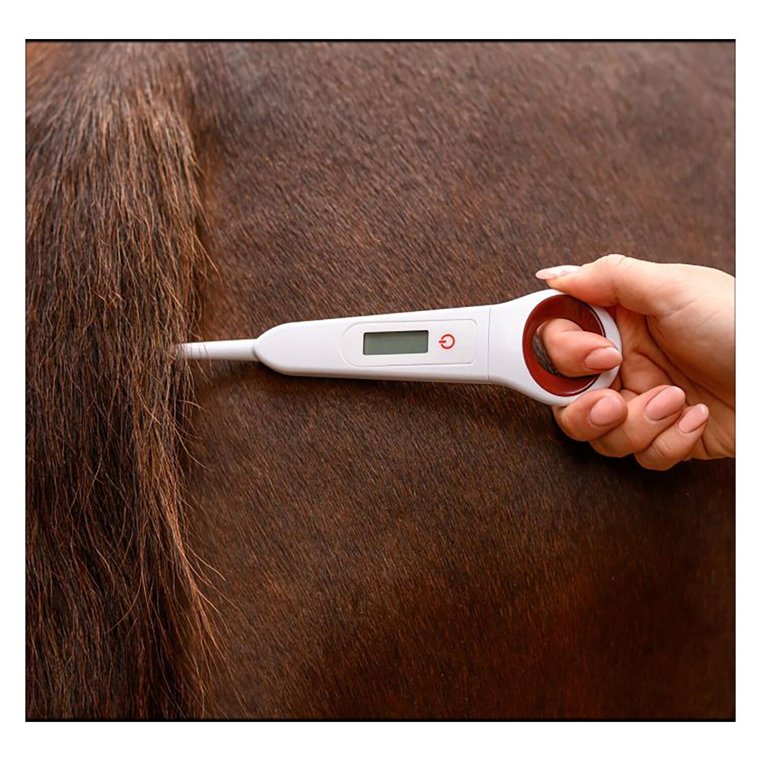 WALDHAUSEN Digital-Fieberthermometer für Pferde &ndash; Ansicht 4