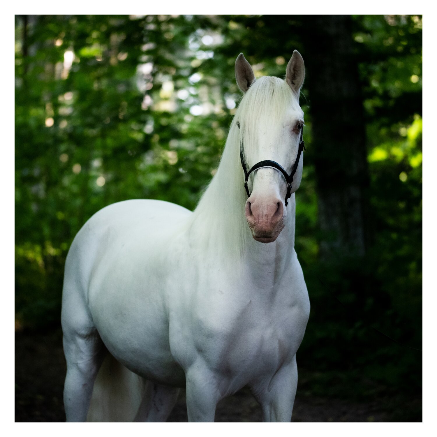 KERALIT Schimmelschwarz Tiershampoo – Ansicht 2