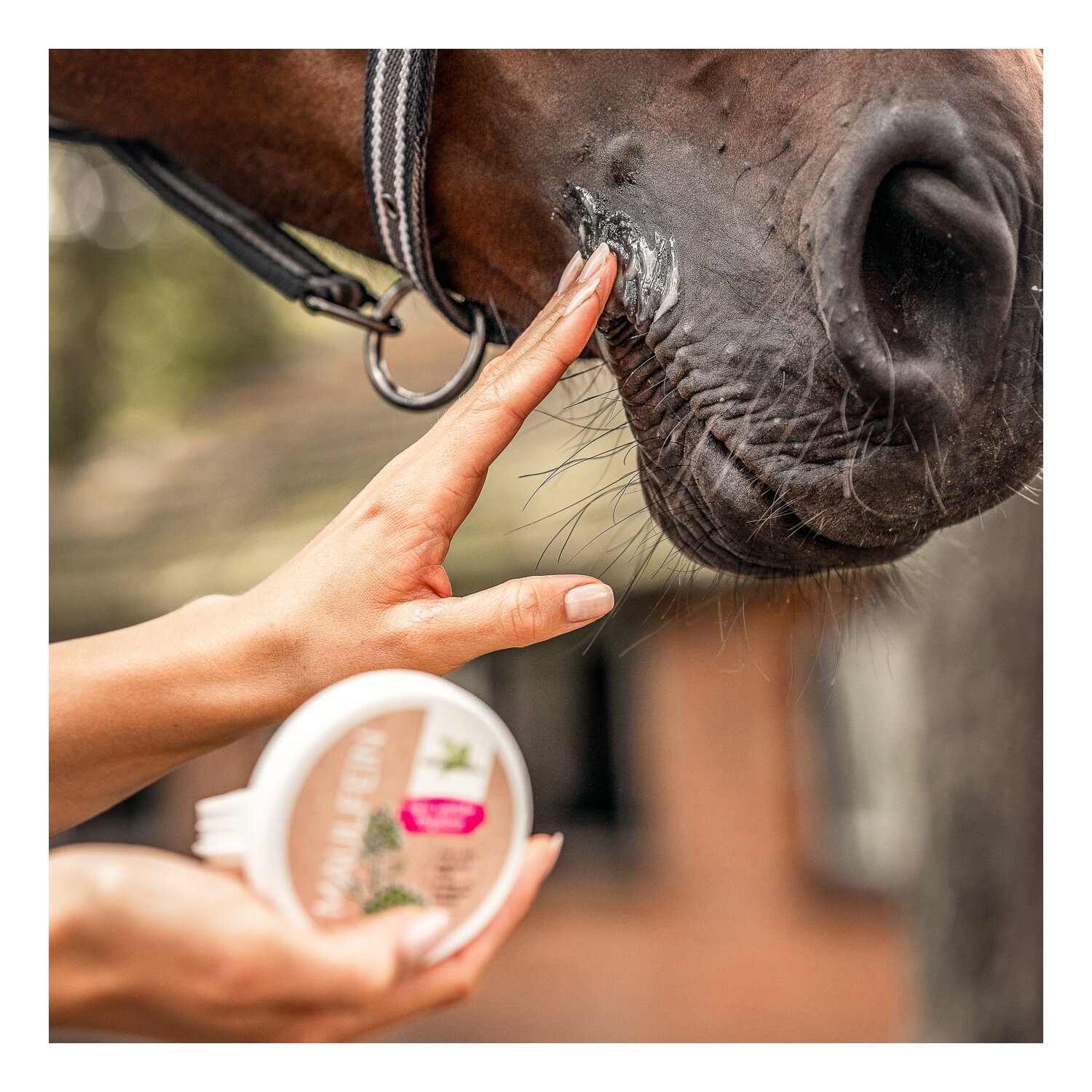 BENSE & EICKE Maulfein – Ansicht 2