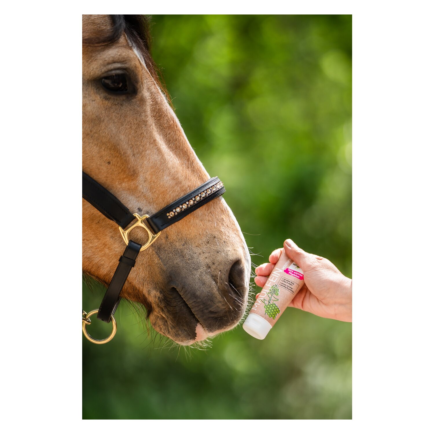 BENSE & EICKE Maulfein – Ansicht 4