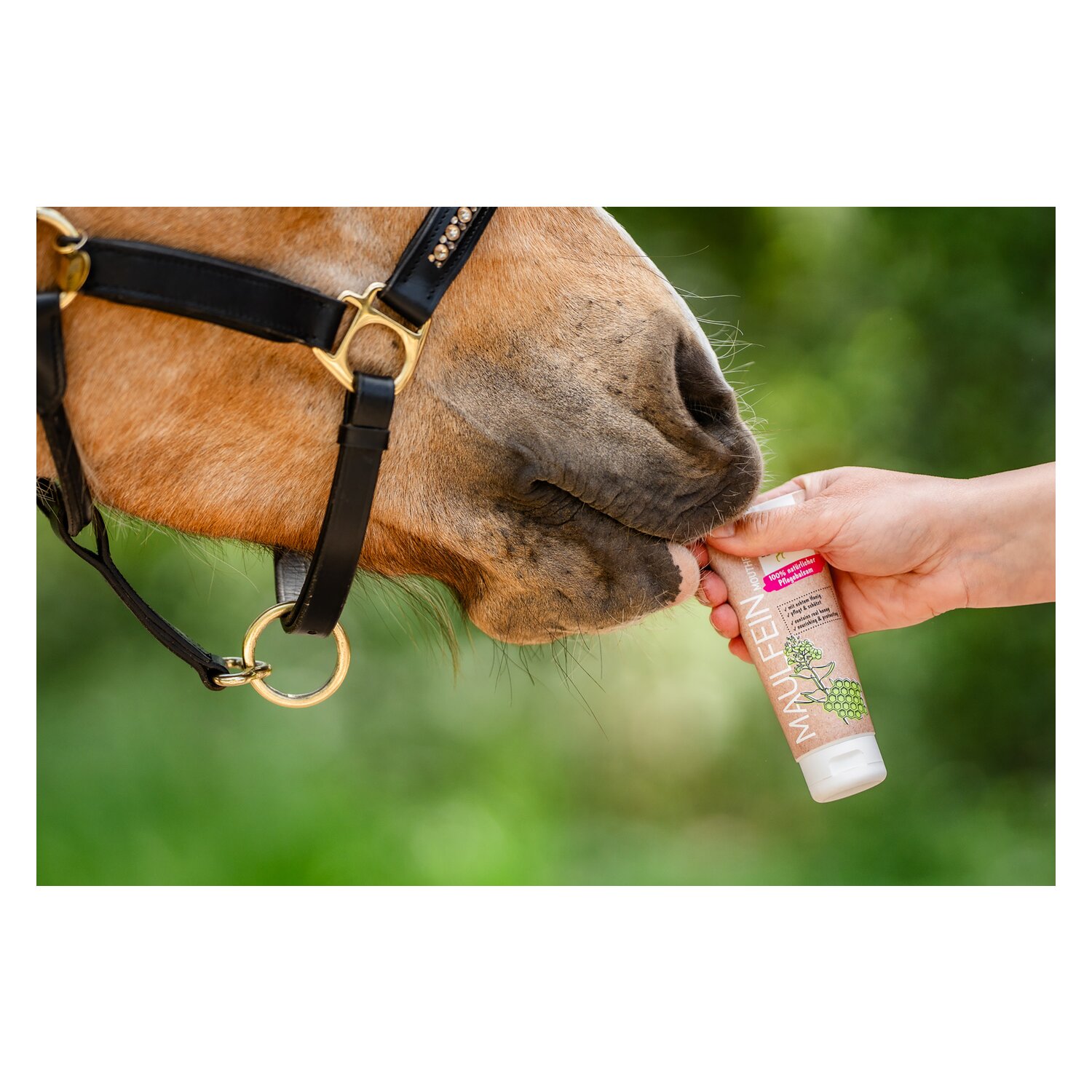 BENSE & EICKE Maulfein – Ansicht 5