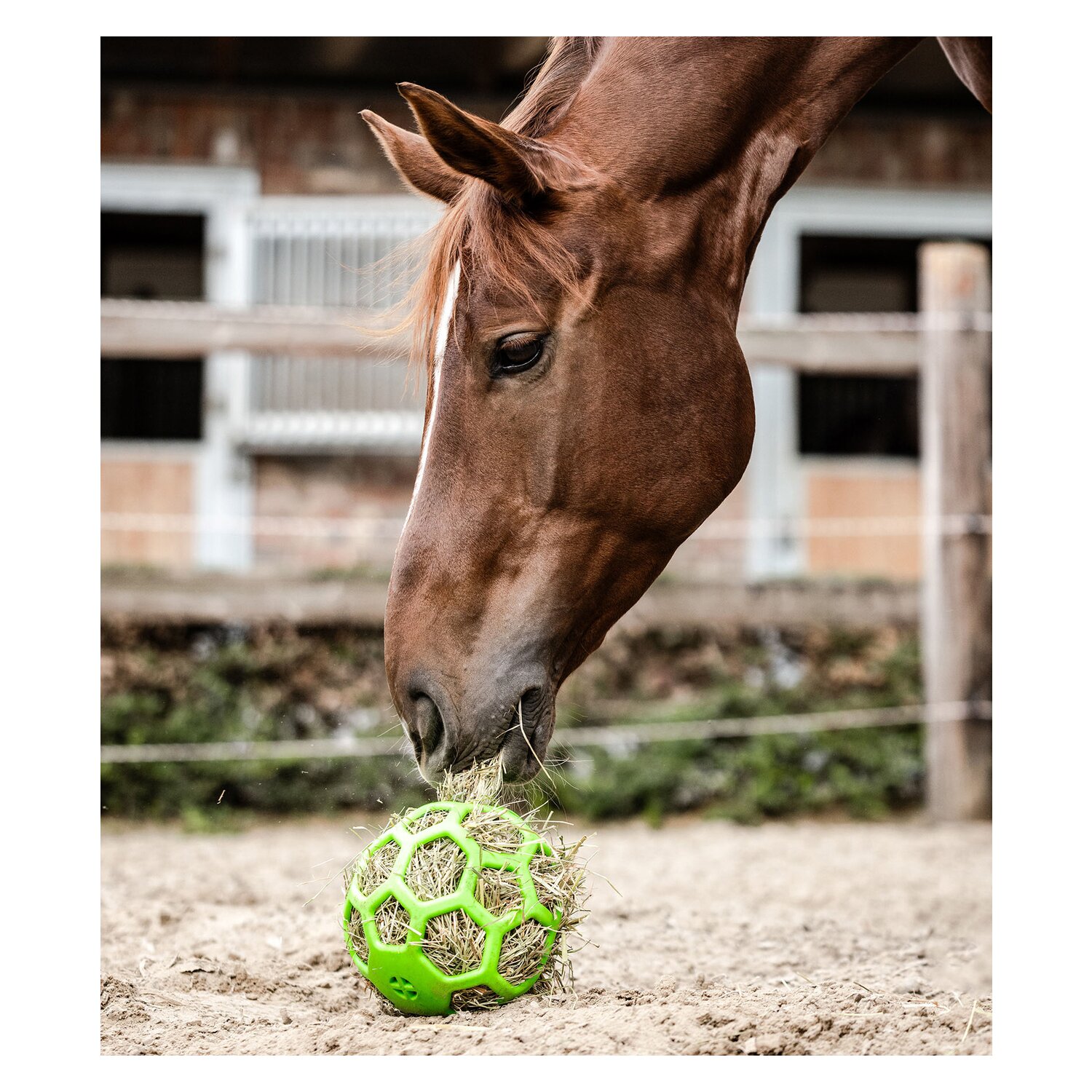 WALDHAUSEN Heuball – Ansicht 3