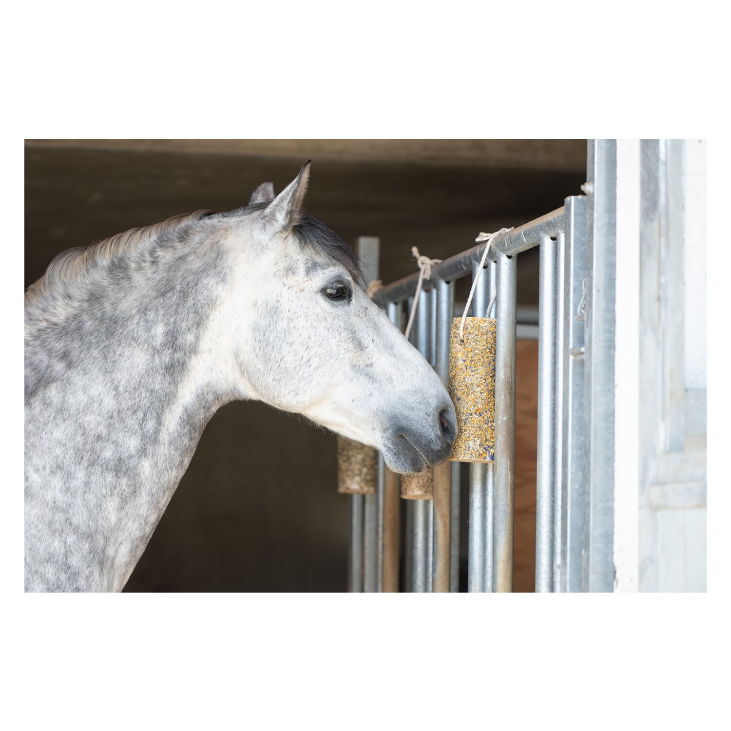 PFERDEfit by Loesdau Knabberholz für Pferde &ndash; Ansicht 3