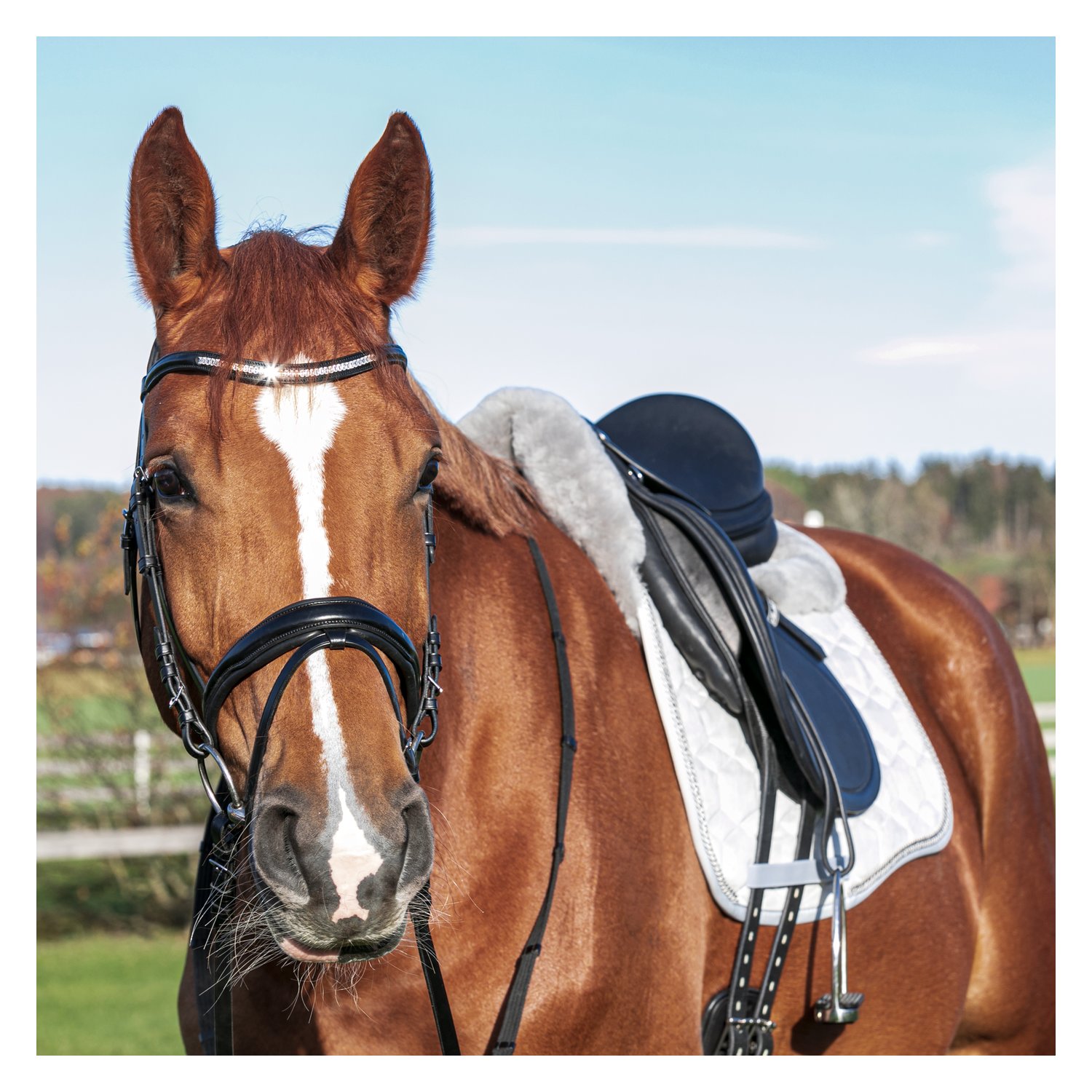 MATTES Schabracke Eurofit Samt – Ansicht 3