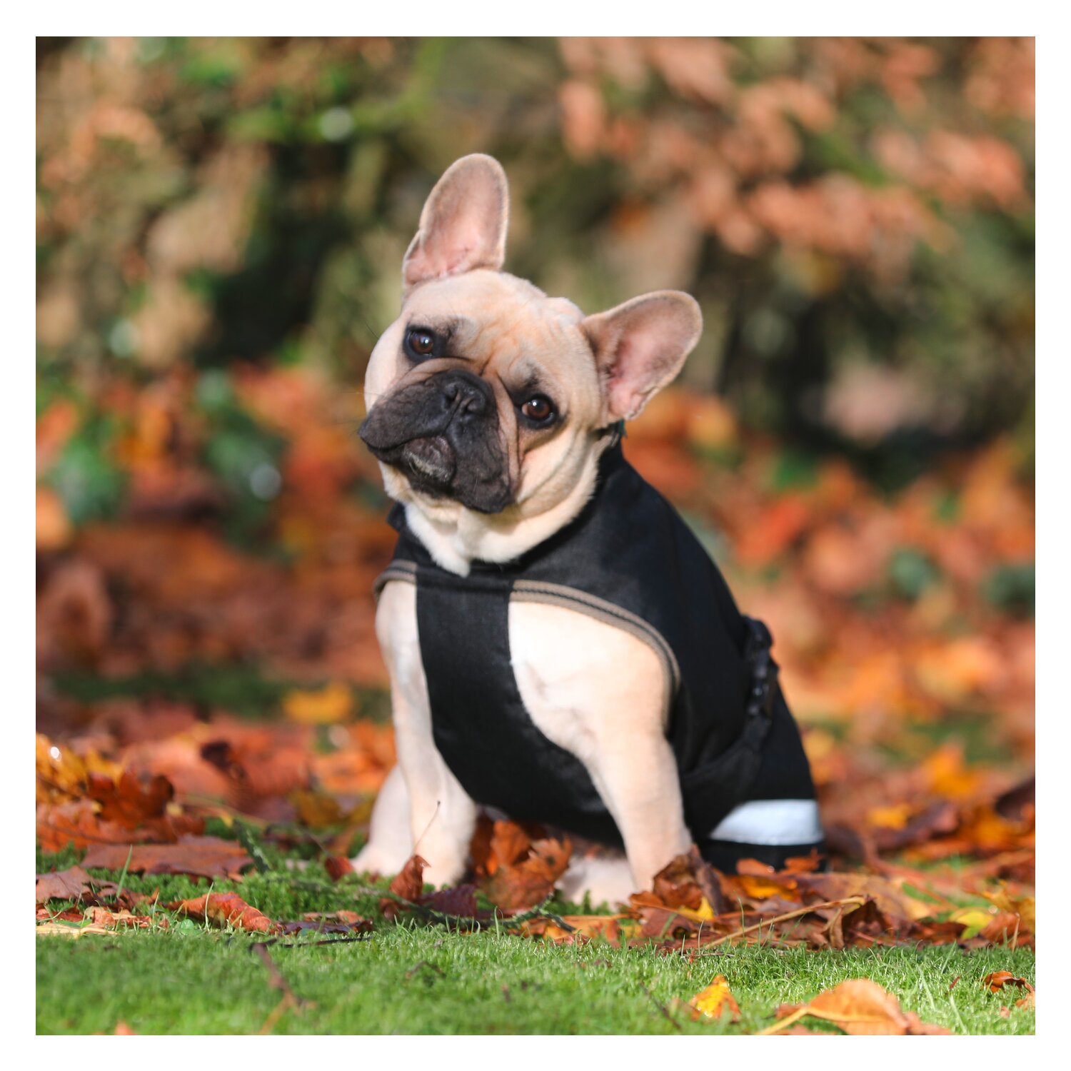 bucas Hundemantel Dog Rug Freedom 50 g – Ansicht 2