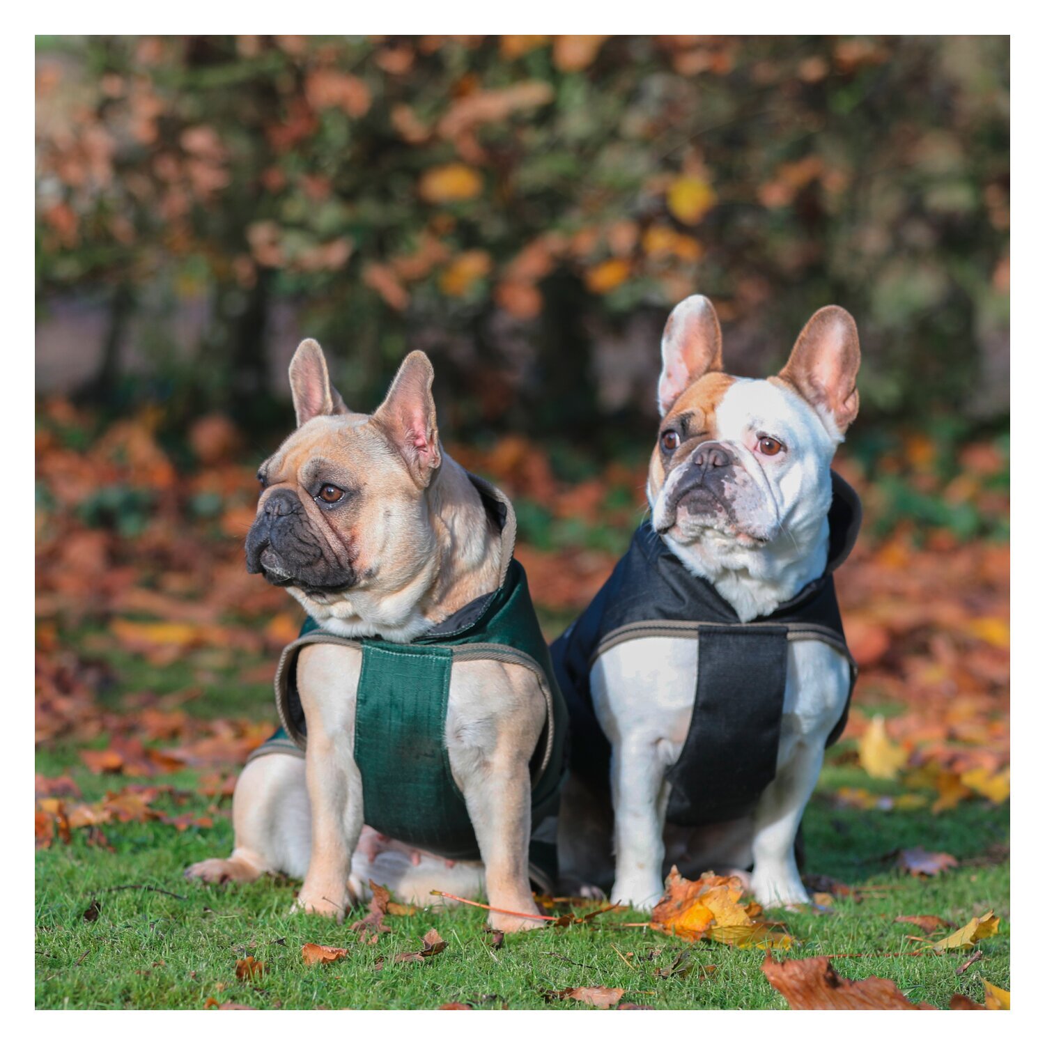 bucas Hundemantel Dog Rug Freedom 50 g – Ansicht 3