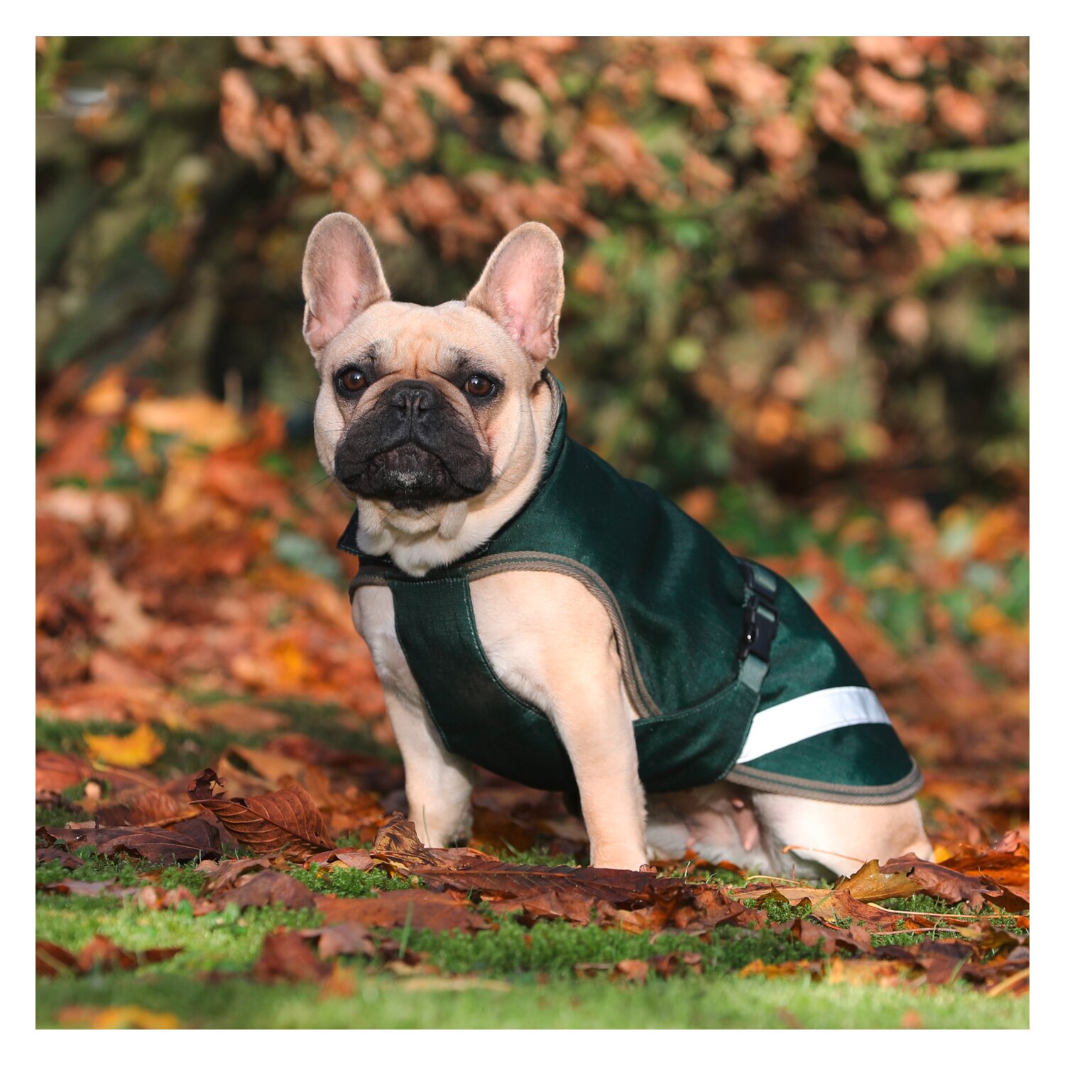 bucas Hundemantel Dog Rug Freedom 300 g – Ansicht 2