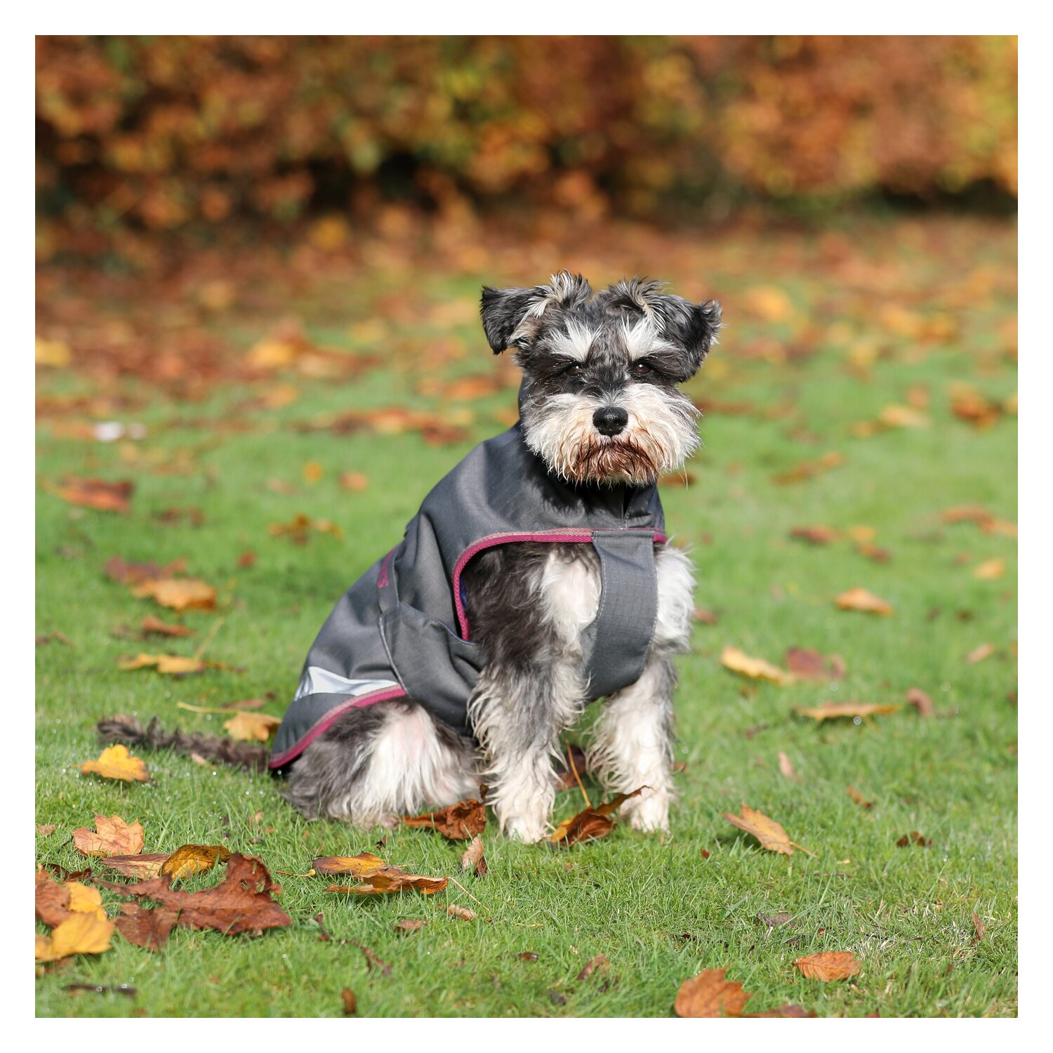 bucas Hundemantel Dog Rug Freedom 300 g – Ansicht 2