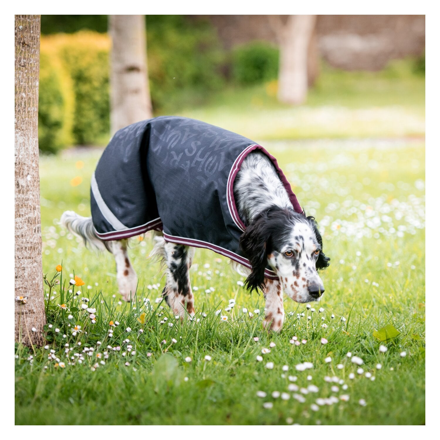 Horseware Hundemantel AMIGO Dog Rug &ndash; Ansicht 1