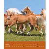 Kalender Haflinger - Edition Boiselle 2025