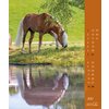 Kalender Haflinger - Edition Boiselle 2025