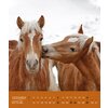 Kalender Haflinger - Edition Boiselle 2025