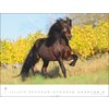 Kalender Islandpferde