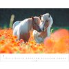 Miniaturansicht: Kalender Islandpferde – Ansicht 4
