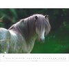 Miniaturansicht: Kalender Islandpferde – Ansicht 3