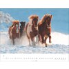 Miniaturansicht: Kalender Islandpferde – Ansicht 2