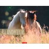 Miniaturansicht: Kalender Islandpferde – Ansicht 1