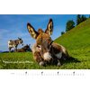 Miniaturansicht: Kalender Esel – Ansicht 4