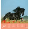 Kalender Pferde - Starke Freunde 2024