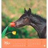 Miniaturansicht: Postkartenkalender Pferde 2025 - Starke Freunde – Ansicht 3