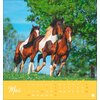 Miniaturansicht: Postkartenkalender Pferde 2025 - Starke Freunde – Ansicht 4