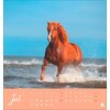 Miniaturansicht: Postkartenkalender Pferde 2025 - Starke Freunde – Ansicht 5