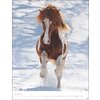 Kalender Pferde Classics 2024