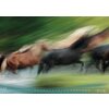 Kalender Horses in Motion 2023 - Edition Boiselle