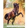 Kalender Pferdepoesie 2024