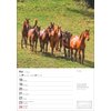 Miniaturansicht: Wochenplaner Pferde – Ansicht 2