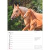 Miniaturansicht: Wochenplaner Pferde – Ansicht 4
