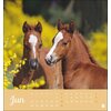Postkartenkalender Kuschelfohlen 2024