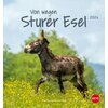 Postkartenkalender Esel 2024