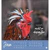 Postkartenkalender Hühner 2025 - Ach, du verrücktes Huhn