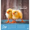 Postkartenkalender Hühner 2025 - Ach, du verrücktes Huhn