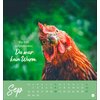 Miniaturansicht: Postkartenkalender Hühner 2026 - Ach, du verrücktes Huhn – Ansicht 5