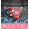 Miniaturansicht: Postkartenkalender Hühner 2026 - Ach, du verrücktes Huhn – Ansicht 2