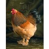 Kalender 2025 Pretty Chicks