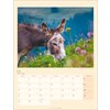 Miniaturansicht: Kalender Esel 2026 – Ansicht 6