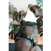 KENTUCKY DOGWEAR Hundegeschirr Activ Velvet