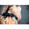 KENTUCKY DOGWEAR Hundegeschirr Activ Velvet