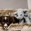 KENTUCKY DOGWEAR Hunde-Softspielzeug Elsa