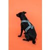 KENTUCKY Dogwear Hundegeschirr Active