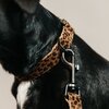 KENTUCKY Dogwear Hundehalsband