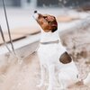 KENTUCKY DOGWEAR Hundeleine Pied-de-Poule
