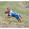 Miniaturansicht: pawberry Hunde-Wintermantel Tallinn – Ansicht 1